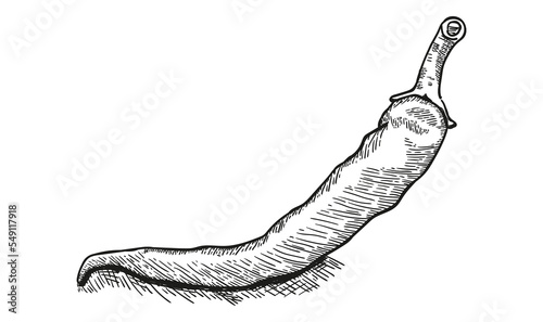 Chilli pepper. Hand drawn engraving style illustrations.