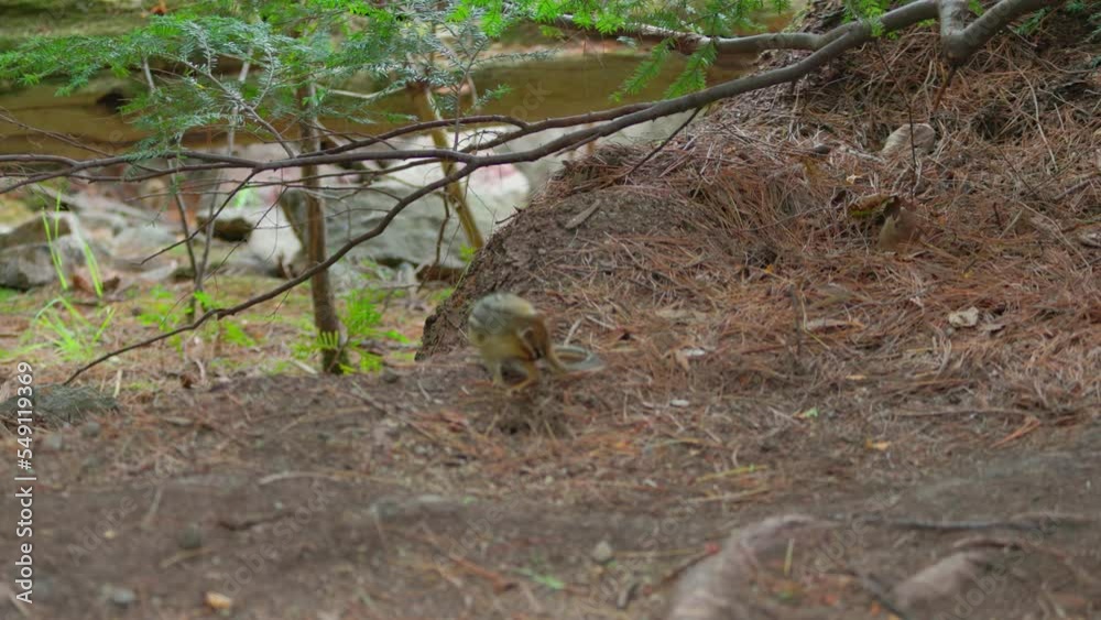 Eastern chipmunk (Tamias striatus) cleaning itself