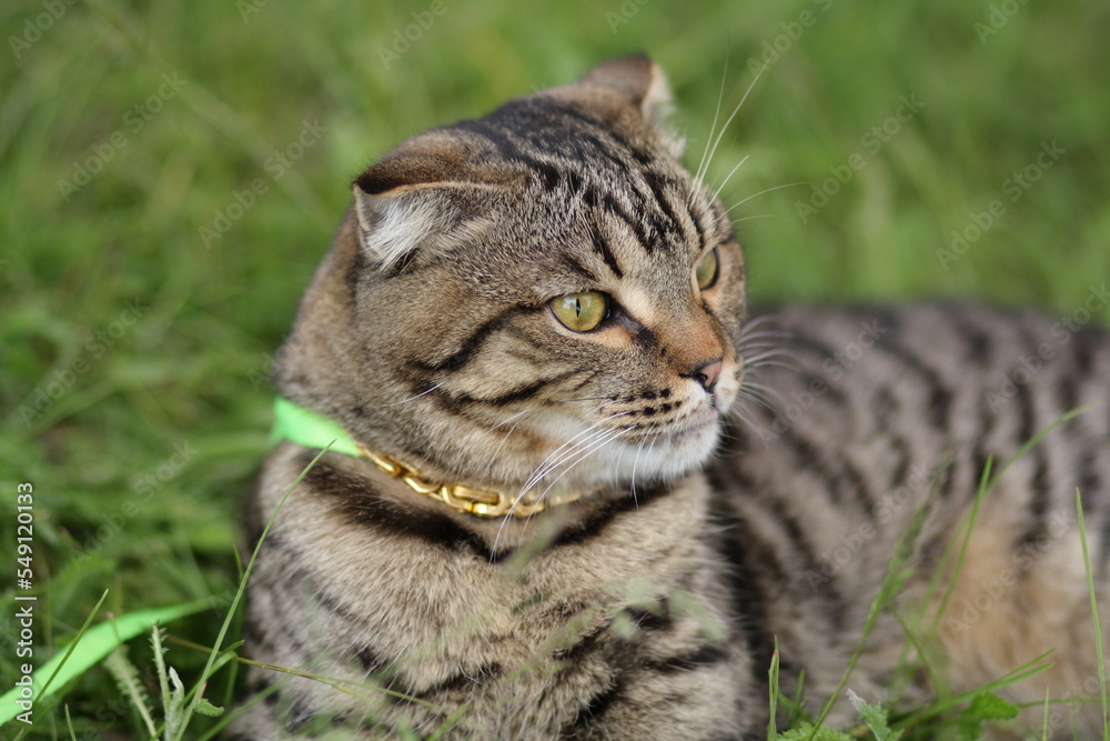 Obraz premium cat