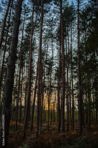 Sunset or sunrise in the forest visible through the trees in autumn.