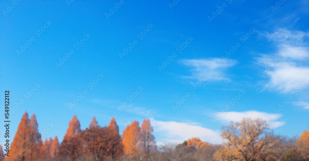 Autumn sunset landscape. Row of trees with autumn leaves. Autumn sunset landscape. Row of trees with autumn leaves.