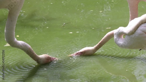 Two flamingos courting each other in the water.