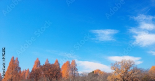 Autumn sunset landscape. Row of trees with autumn leaves.