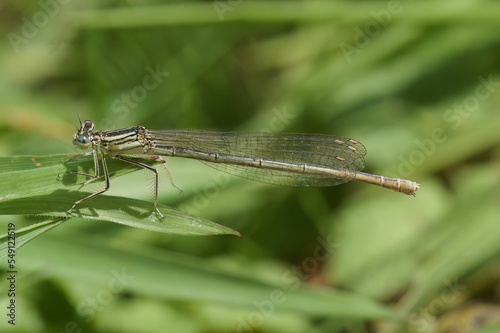Closeup of a Platycnemis pennipes damselfly on a green plant photo