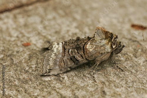 Closeup of a Abrostola tripartita - owlet moth on a wood photo