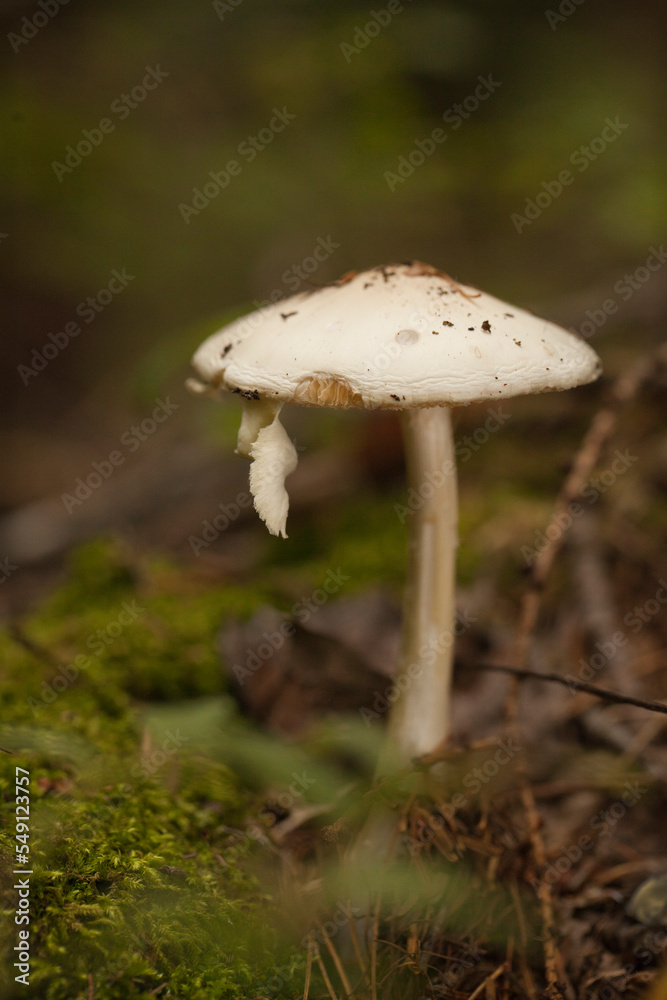 Amanita mushroom with dried leaves and pine needles on the ground in the forest. Amanita fungus in the woods. Amanita mushroom with dried leaves and pine needles on the ground in the forest. Amanita fungus in the woods.