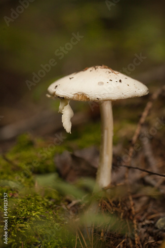 Amanita mushroom with dried leaves and pine needles on the ground in the forest. Amanita fungus in the woods.