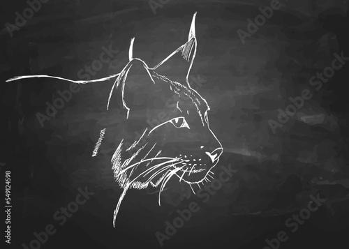 a lynx hand drawn with chalk on a blackboard. Isolated vector graphic