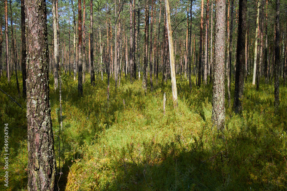 Naklejka premium summer forest with pine and other plants
