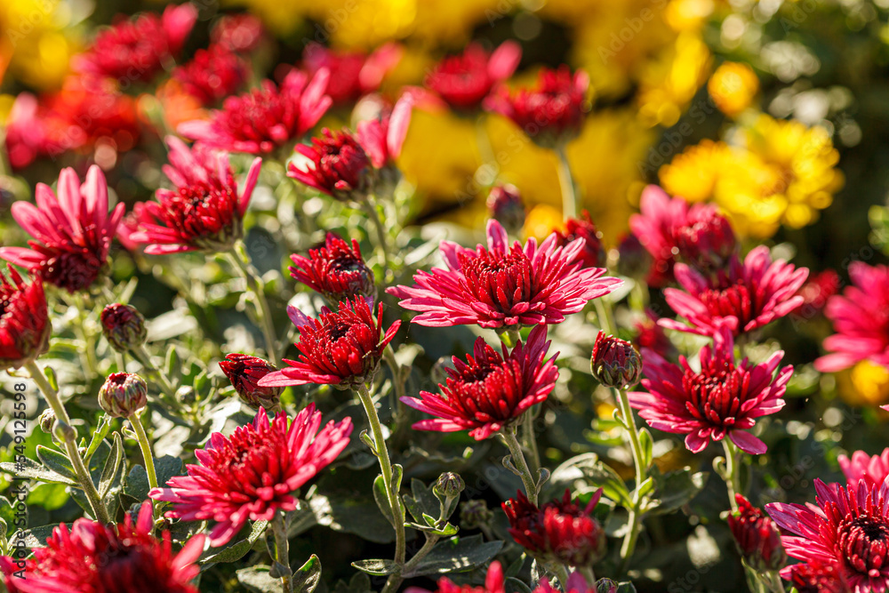 beautiful bushes of chrysanthemum flowers red colors beautiful bushes of chrysanthemum flowers red colors