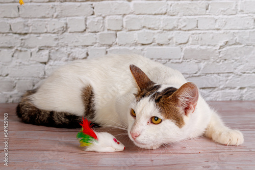 beautiful white cat lies with toys close-up photo