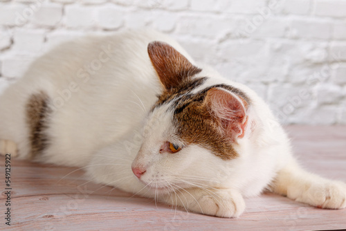 beautiful white cat lies with toys close-up photo