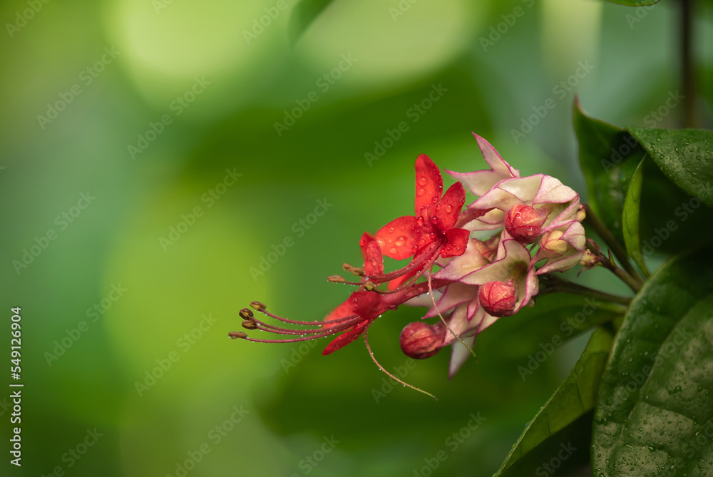 Java glory bean branch flowers on nature background. Java glory bean branch flowers on nature background.