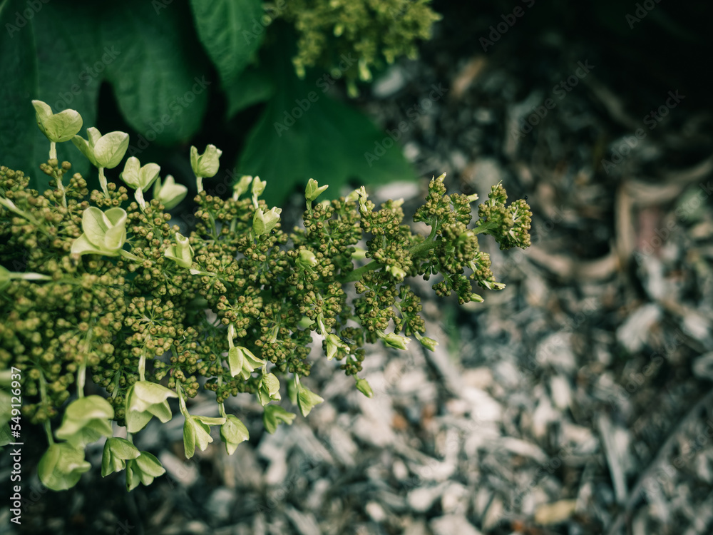 Hydrangea plant