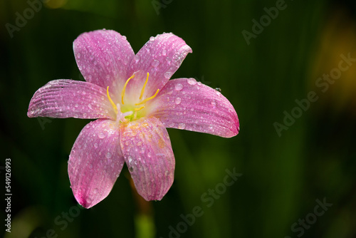 Rain lily or zephyranthes flower on nature background.