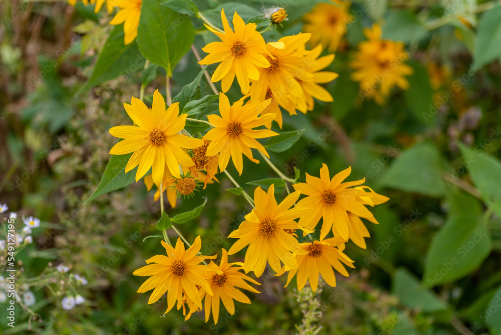Sawtooth Sunflowers Growing Wild In The Field Sawtooth Sunflowers Growing Wild In The Field
