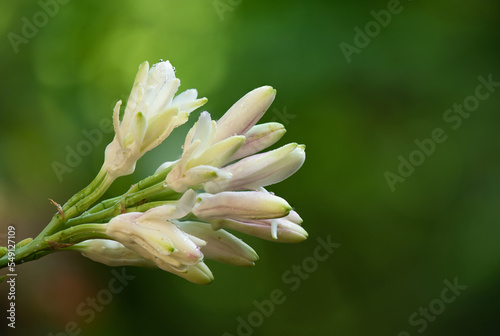 Foto Branch tuberose flowers on natural background.