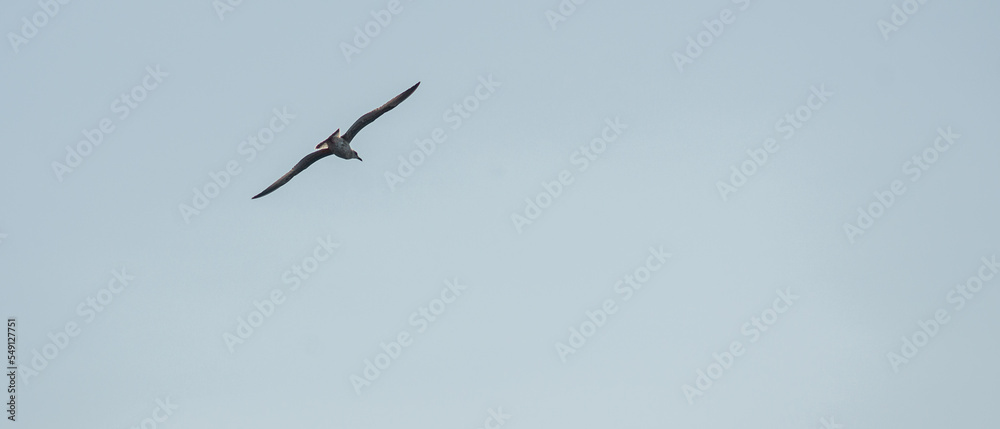Obraz premium bird in flight