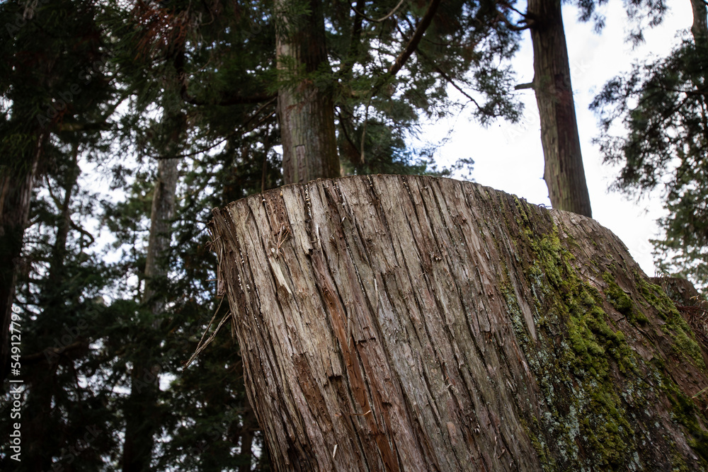 Fototapeta premium Old tree stump with moss in forest.
