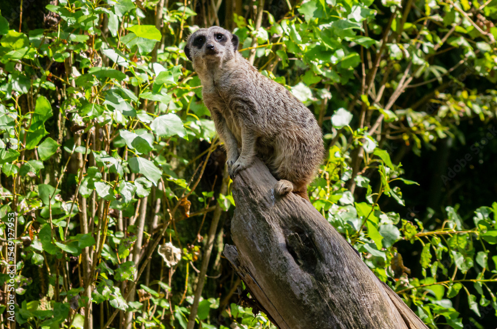 Naklejka premium meerkat in the zoo