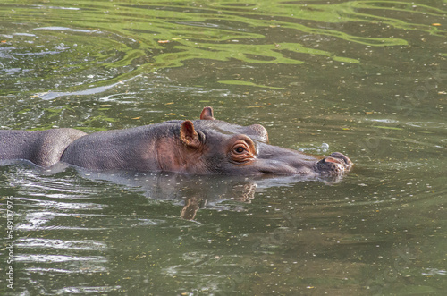 hippopotamus in water © Paolo