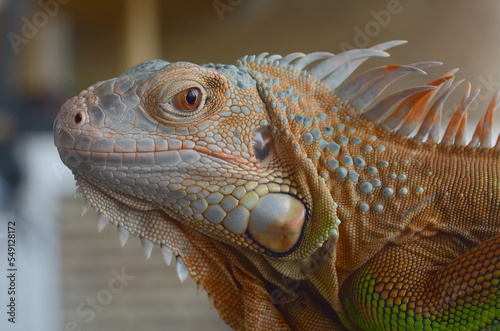 This type of iguana is dark red to orange. Many red iguanas are preserved in Indonesia. Body shape is similar to the Green Iguana  only the color is dominated by red