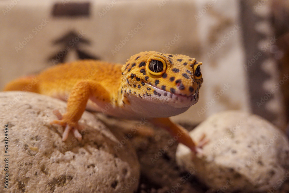Naklejka premium レオパードゲッコー