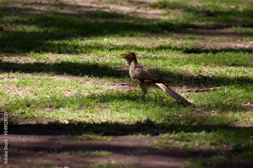 The Bird Guira guira in Plaza San Martin photo