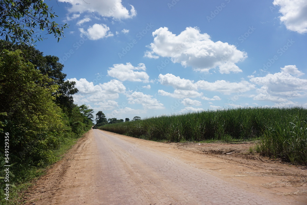 sugar cane field unde bright blue sky. shot on a very sunny day