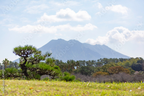 五葉松と桜島
 photo