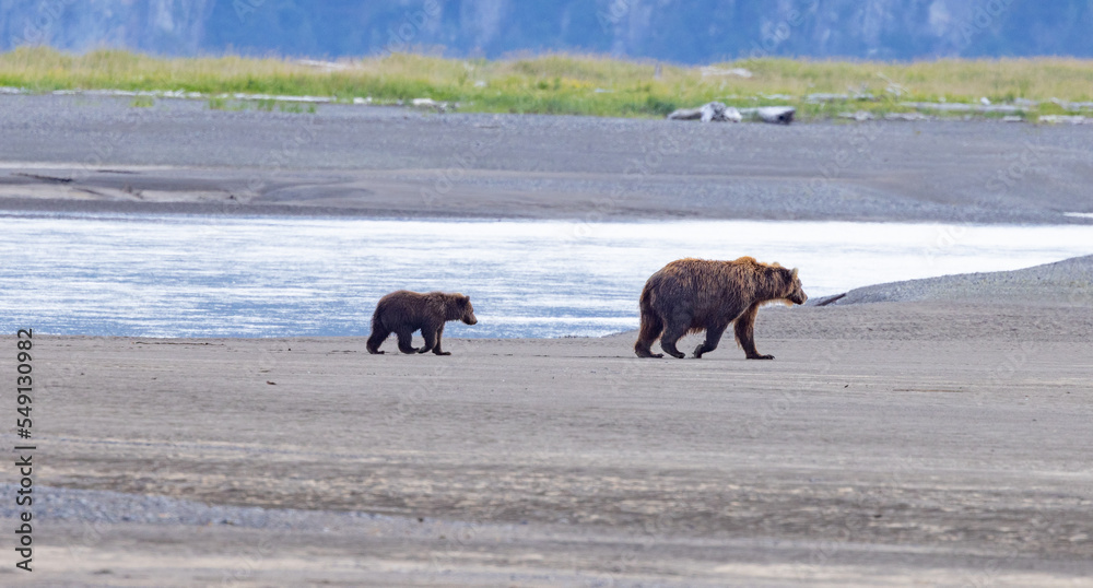 Alaska Fishing and Bear Viewing Trip 2022