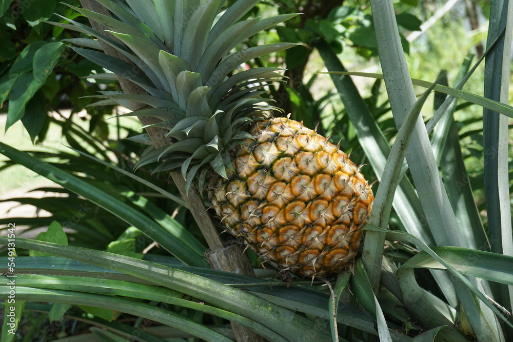 ripe pineapples in the garden ready to be picked ripe pineapples in the garden ready to be picked