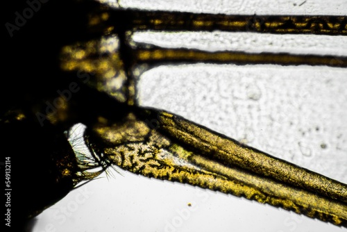 dragonfly wing under a microscope looking at microscopic details in a bug wing