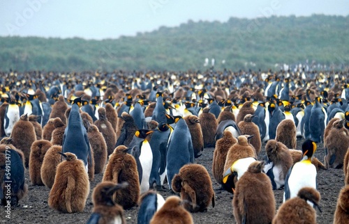 Fototapet Beautiful view of the King penguin colony in Antarctica
