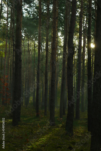 Fototapeta Naklejka Na Ścianę i Meble -  Majestic view of forest with sunbeams shining through trees in morning