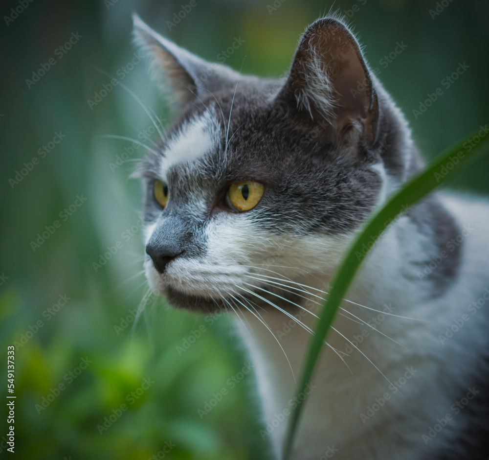 Gray and white cat in garden, Buckhead, Atlanta, Georgia
