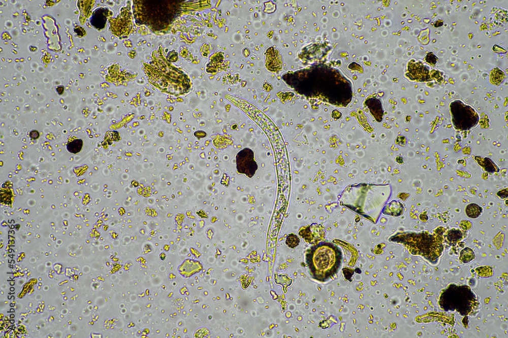 microorganisms and soil biology, with nematodes and fungi under the ...