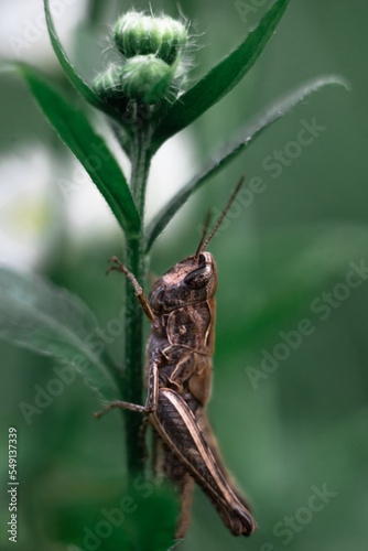 Close-up of a green grasshopper. Grasshopper on the grass.