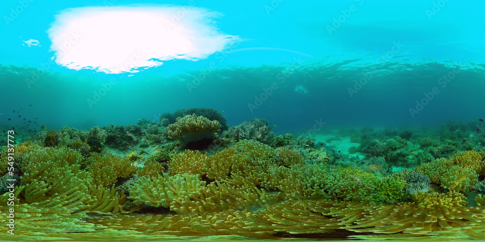 Underwater fish reef marine. Tropical colourful underwater seascape. Philippines. Virtual Reality 360.