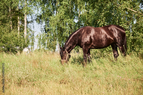 A brown horse grazes on a pasture. Green trees and grass. Summer.