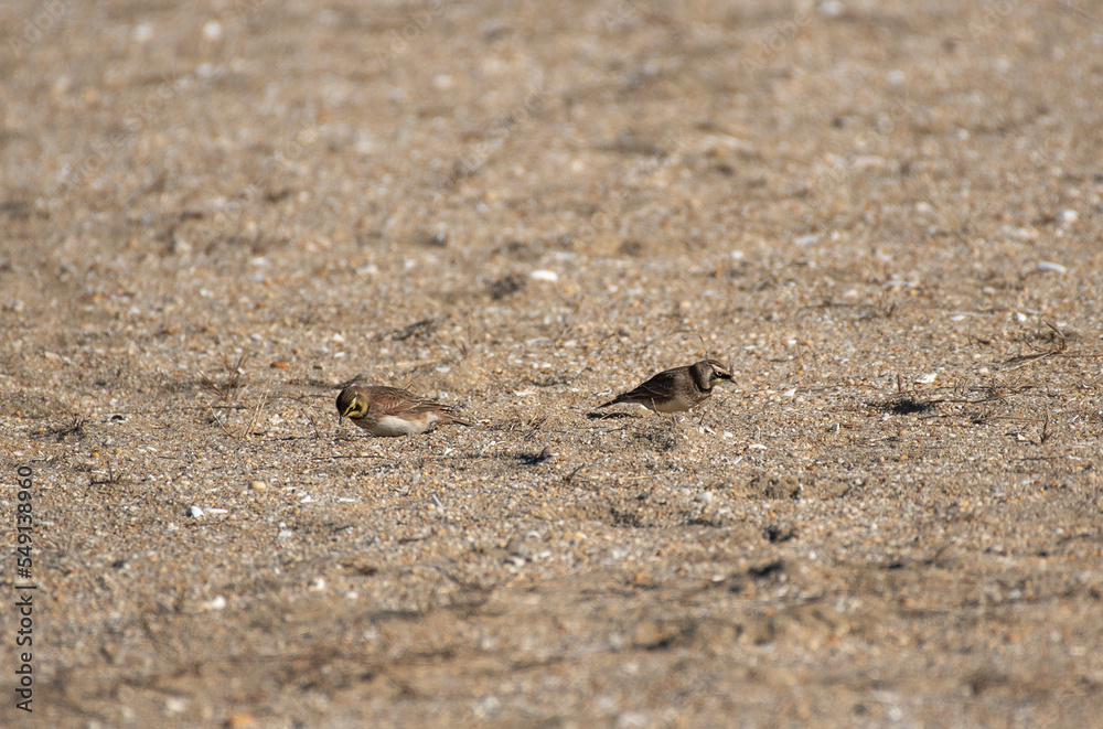 Horned Lark