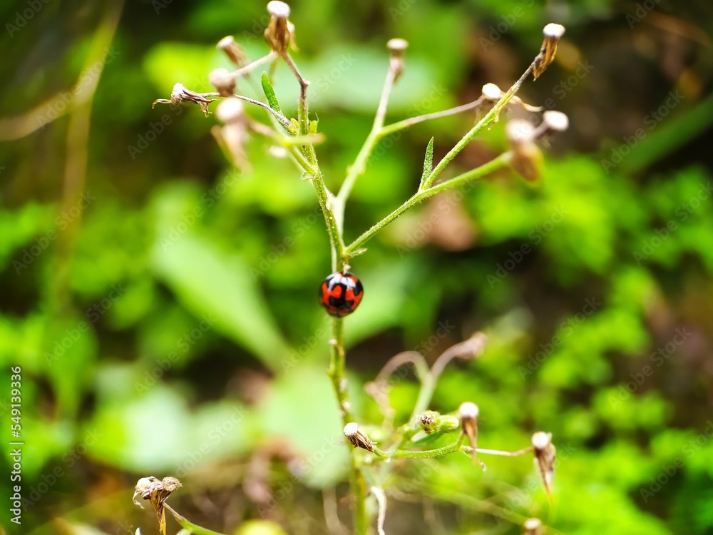 ladybugs that are on the stems of plants are red and black ladybugs that are on the stems of plants are red and black
