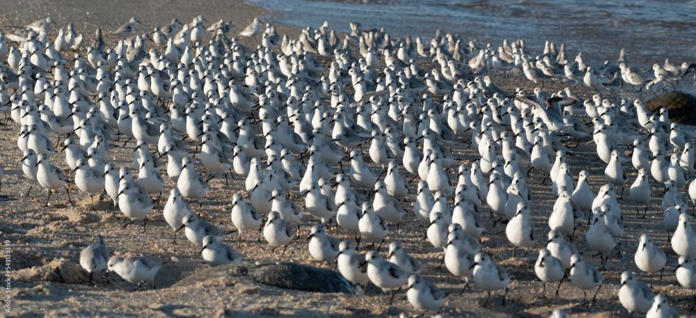 Obraz premium Sanderling