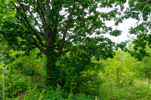 A tree with green leaves entwined with wild grapes from an abandoned garden