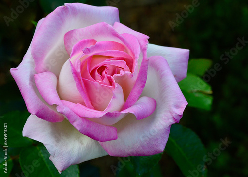 A pink rose in garden. Princesse de Monaco is a hybrid tea rose by Meilland, France, 1981.