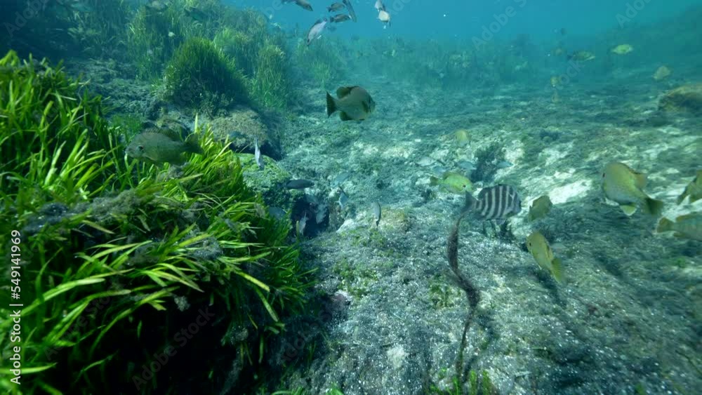 Super Slow Motion 4K 120fps: Springs in the King's Bay, Crystal River, Florida, United States Super Slow Motion 4K 120fps: Springs in the King's Bay, Crystal River, Florida, United States