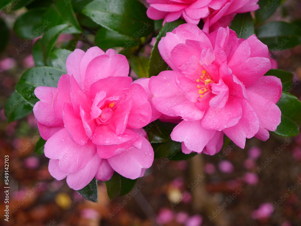 pink and white flowers