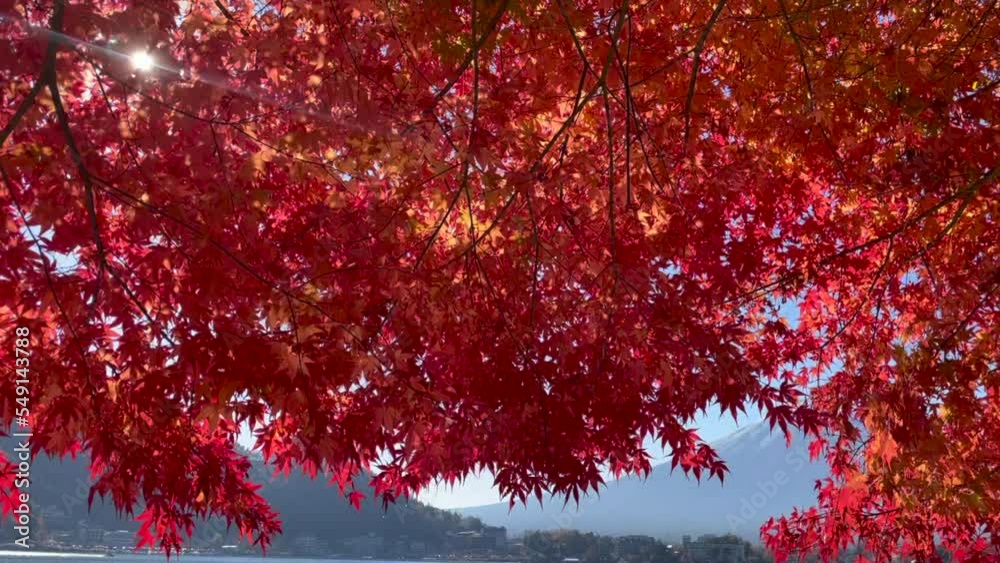 Colorful Autumn Season and Mountain Fuji Background Colorful Autumn Season and Mountain Fuji Background