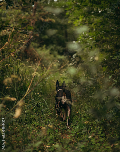 dog in the woods © AndreiL
