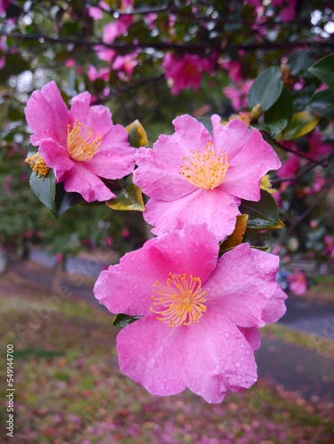 pink rose bush